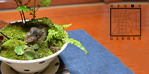 ミニ盆栽